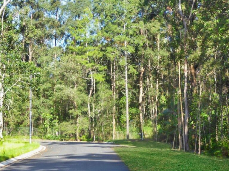 Sold - 14 Banksia Place - New Property in Palmwoods - Real Estate by Todd McKee