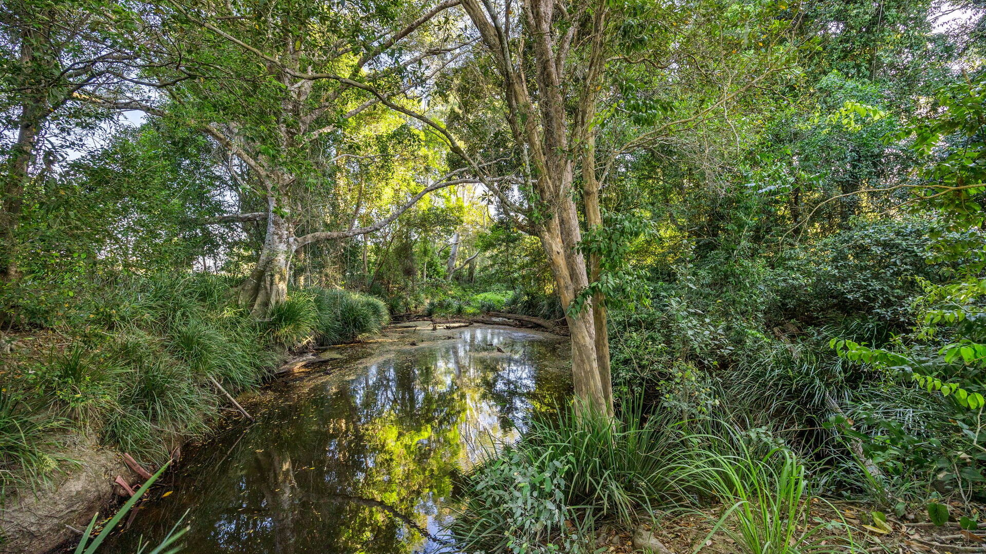 Sold - 255 Toolborough Road - New Property in Yandina Creek - Real Estate by 