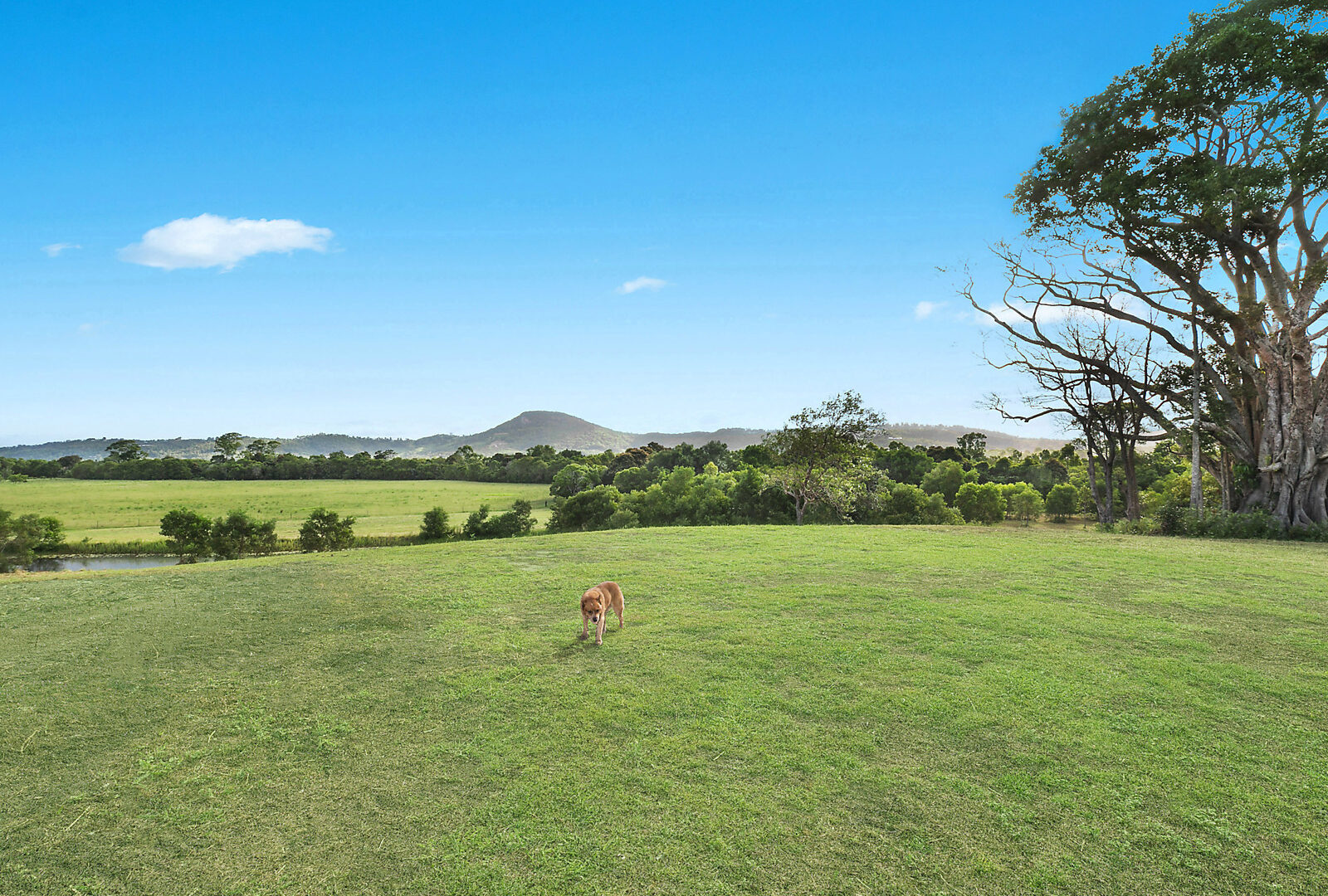 Sold - 255 Toolborough Road - New Property in Yandina Creek - Real Estate by 